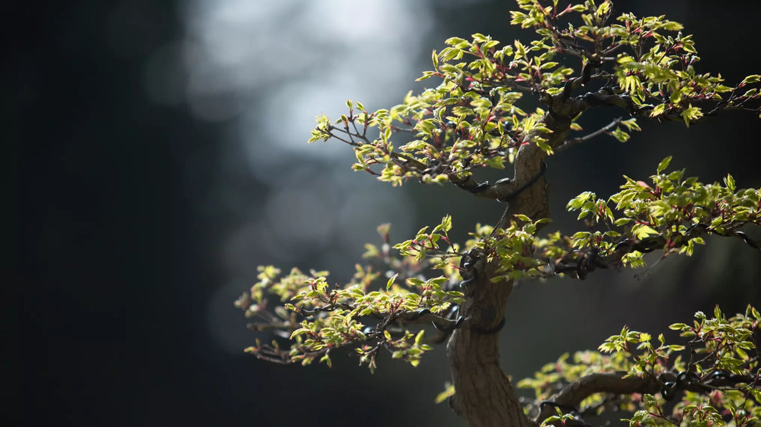 Mastering Field-Grown Japanese Maple Bonsai