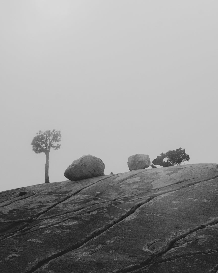 Trees on Granite Tioga Pass